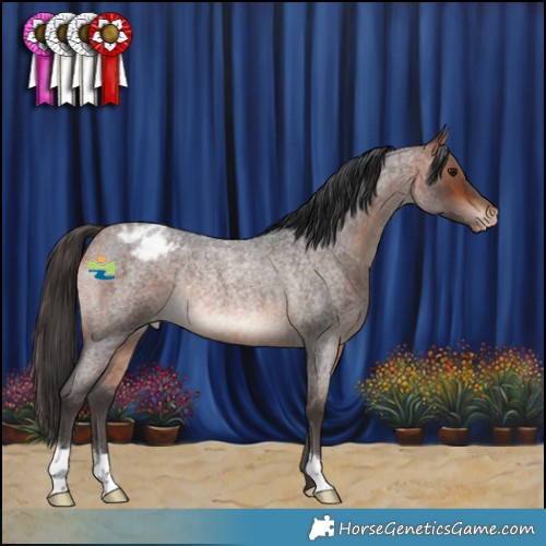 Horse Color:Bay Roan Appaloosa Rabicano 