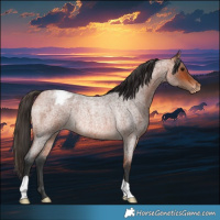 Horse Color:Bay Roan Varnish Rabicano 