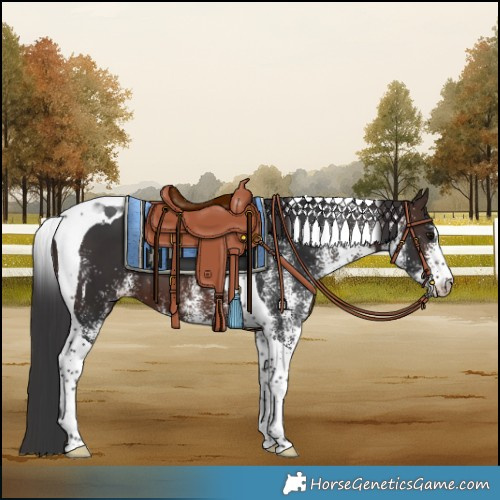 Horse Color:White Spotted Brown Tobiano 