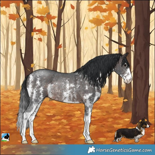 Horse Color:Brown Sabino Rabicano 