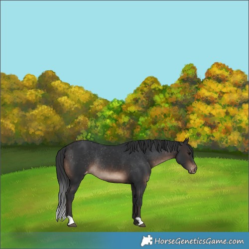 Horse Color:Brown Varnish Rabicano 