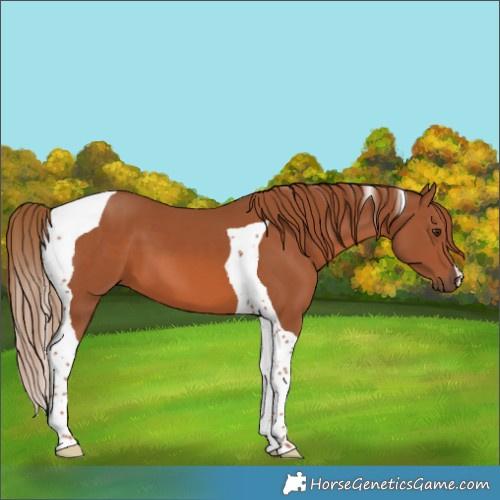 Horse Color:Chestnut Tobiano 