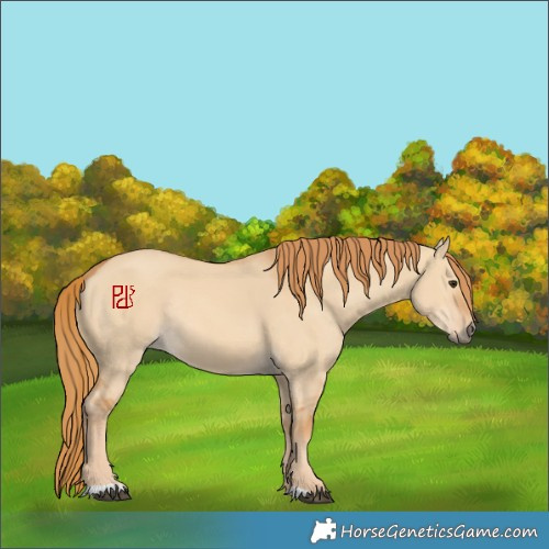 Horse Color:Red Dun Rabicano
