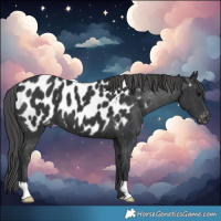Horse Color:Black Blanket 