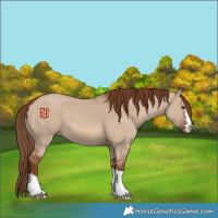 Horse Color:Red Dun 