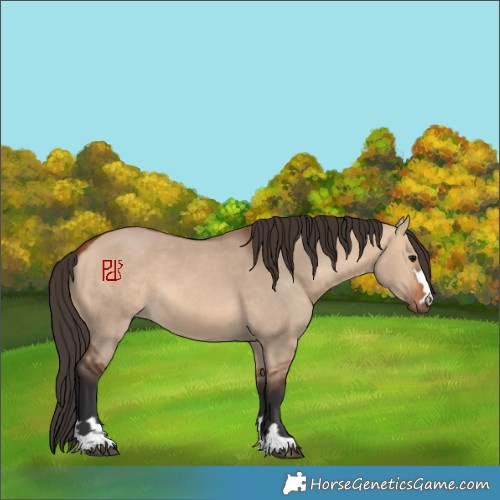 Horse Color:Bay Dun 