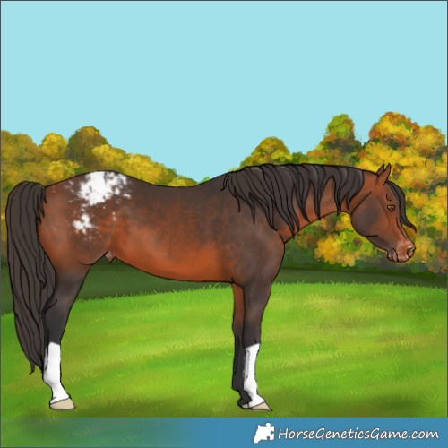 Horse Color:Bay Appaloosa