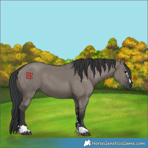 Horse Color:Grullo 
