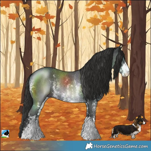 Horse Color:Liver Chestnut Sabino Rabicano 