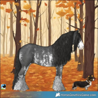 Horse Color:Liver Chestnut Sabino Rabicano