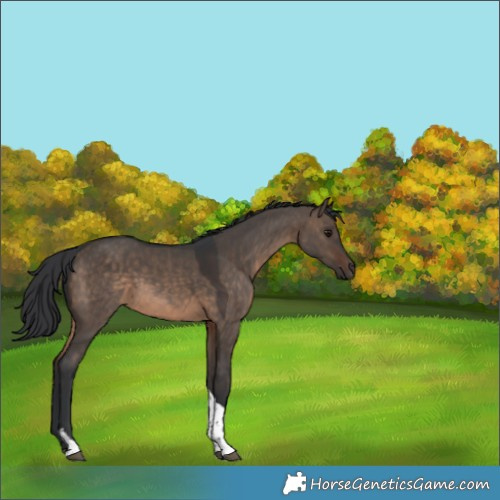 Horse Color:Brown Dun Tobiano 