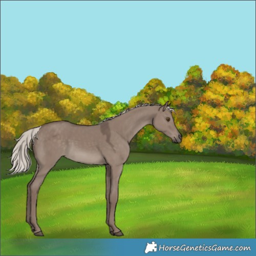 Horse Color:Silver Grullo 