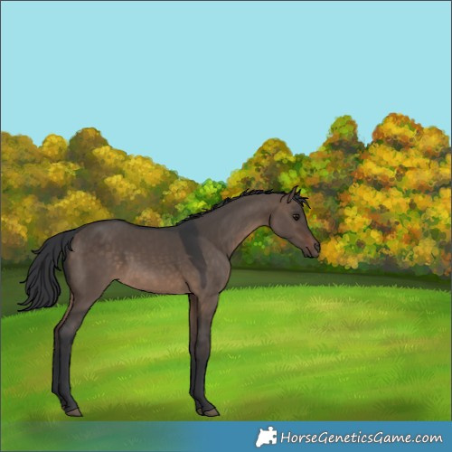 Horse Color:Brown Dun Rabicano 