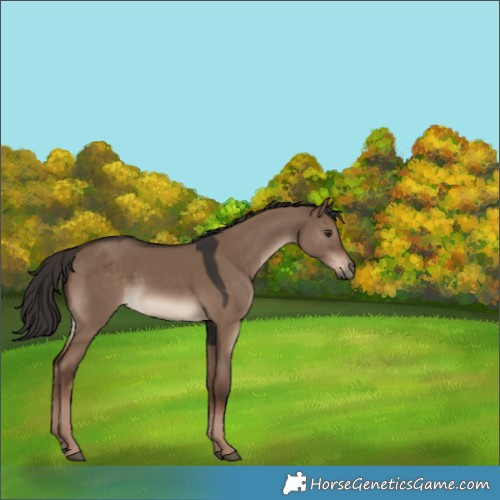 Horse Color:Liver Red Dun 