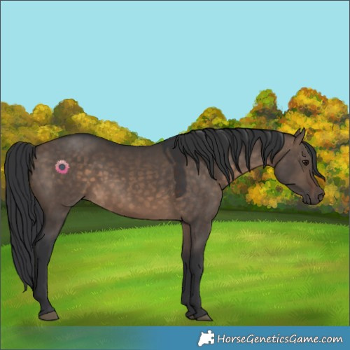 Horse Color:Brown Dun 