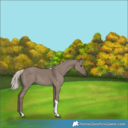 Horse Color:Silver Grullo Tobiano 