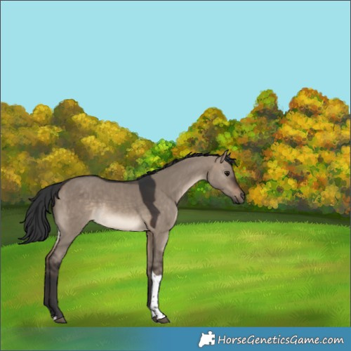 Horse Color:Brown Dun Tobiano 