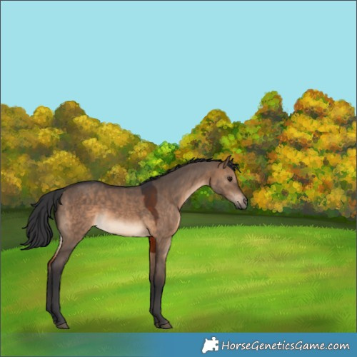 Horse Color:Brown Dun 