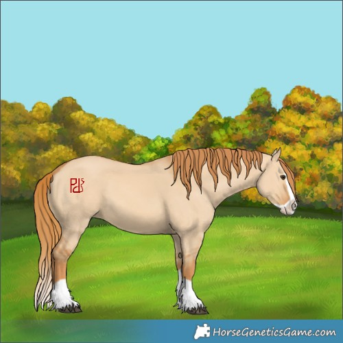 Horse Color:Red Dun Splash 