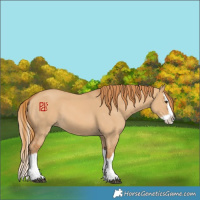 Horse Color:Red Dun Splash 