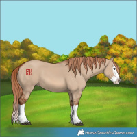 Horse Color:Red Dun Splash 