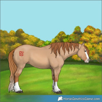 Horse Color:Red Dun Splash 