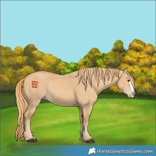 Horse Color:Red Dun Splash 