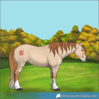 Horse Color:Red Dun Splash 