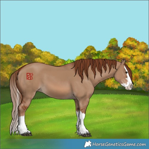 Horse Color:Red Dun Splash 