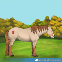 Horse Color:Red Dun Splash 
