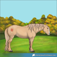 Horse Color:Red Dun Splash