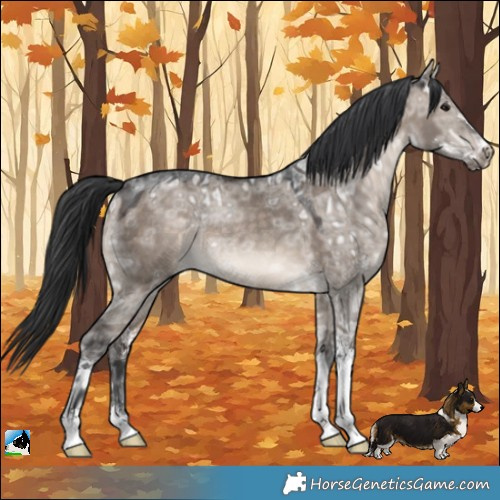 Horse Color:Brown Ice Dun Mushroom Sabino Rabicano 