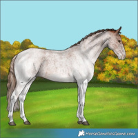 Horse Color:White Spotted Red Roan 