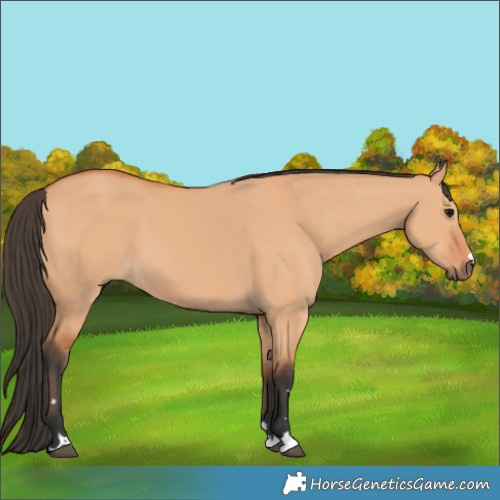Horse Color:Bay Dun 