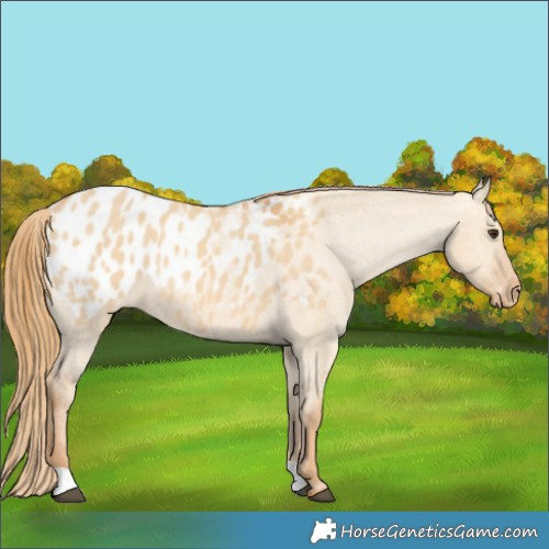 Horse Color:Red Dun Appaloosa 
