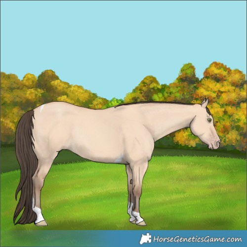 Horse Color:Amber Champagne Dun Tobiano Rabicano 