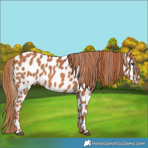 Horse Color:Chestnut Appaloosa 