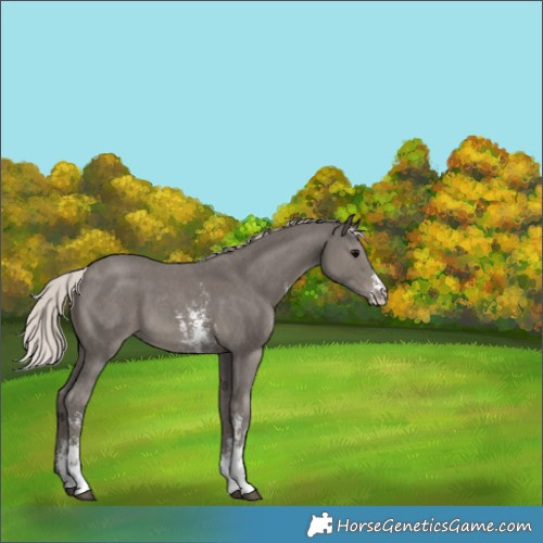 Horse Color:Silver Black Sabino 