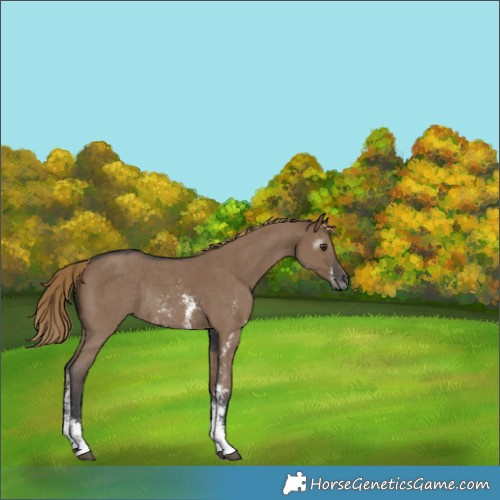 Horse Color:Gray Liver Red Dun Sabino Rabicano 