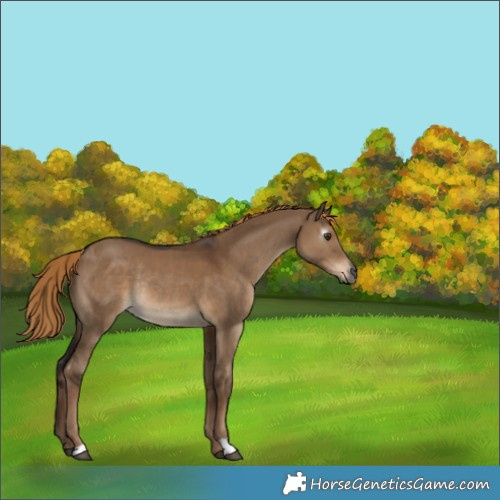 Horse Color:Gray Liver Red Dun Rabicano 