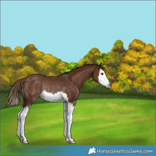 Horse Color:Gray Chestnut Splash Rabicano 