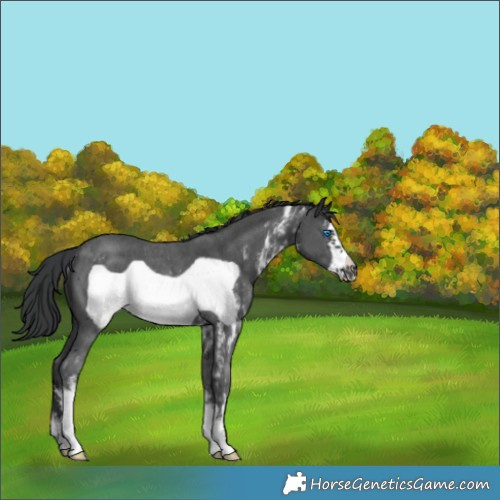 Horse Color:Black Sabino Frame Rabicano 
