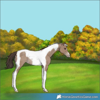 Horse Color:Classic Champagne Tobiano Rabicano