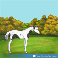 Horse Color:Smoky Black Splash Tobiano 