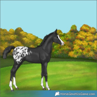 Horse Color:Black Splash Appaloosa