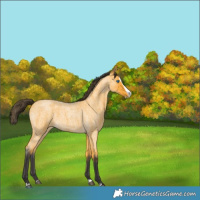 Horse Color:Buckskin Roan Splash 