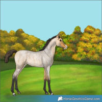 Horse Color:Buckskin Roan Splash 