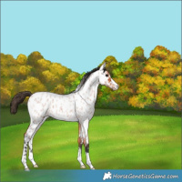 Horse Color:Bay Roan Near Leopard