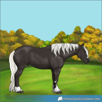 Horse Color:Liver Chestnut Mushroom 