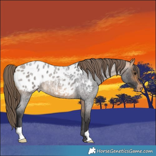 Horse Color:Buckskin Roan Appaloosa 